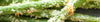 Toasted Onion Green Bean Fries